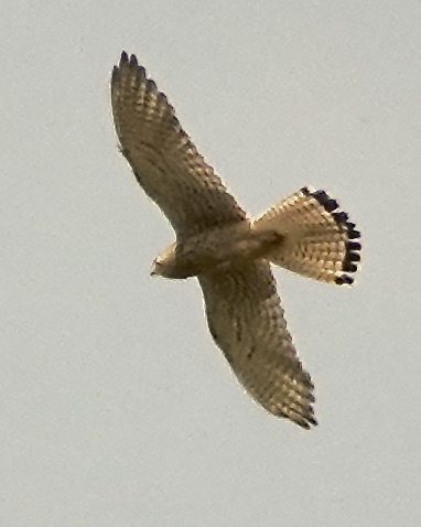 lesser kestrel
